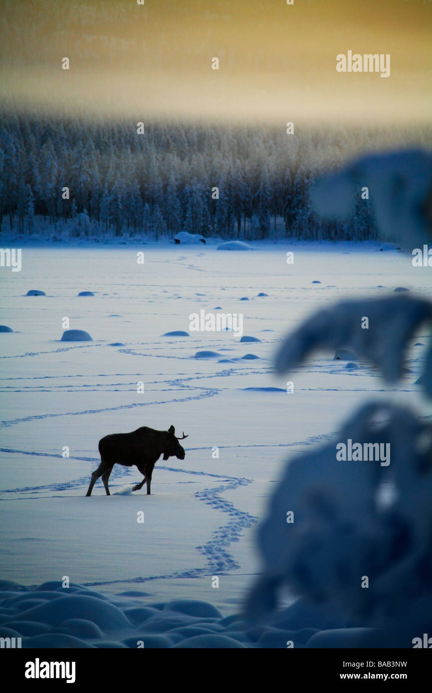 Un wapiti en paysage d'hiver en Suède Banque D'Images