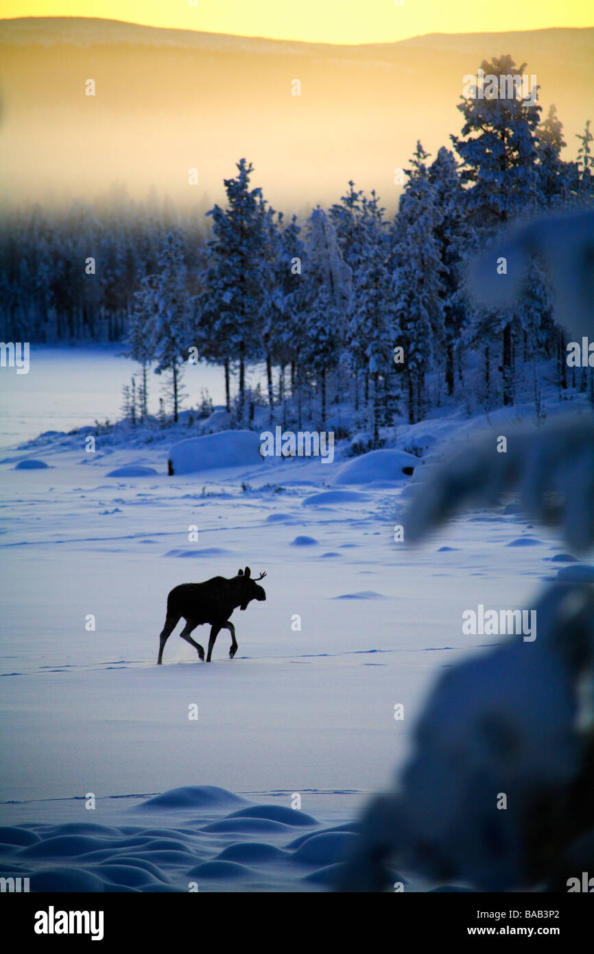 Un wapiti en paysage d'hiver en Suède Banque D'Images