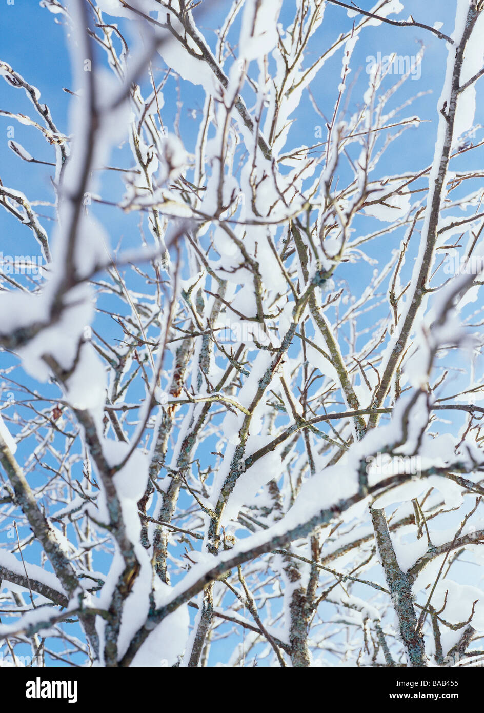La neige sur les branches d'arbres. Banque D'Images
