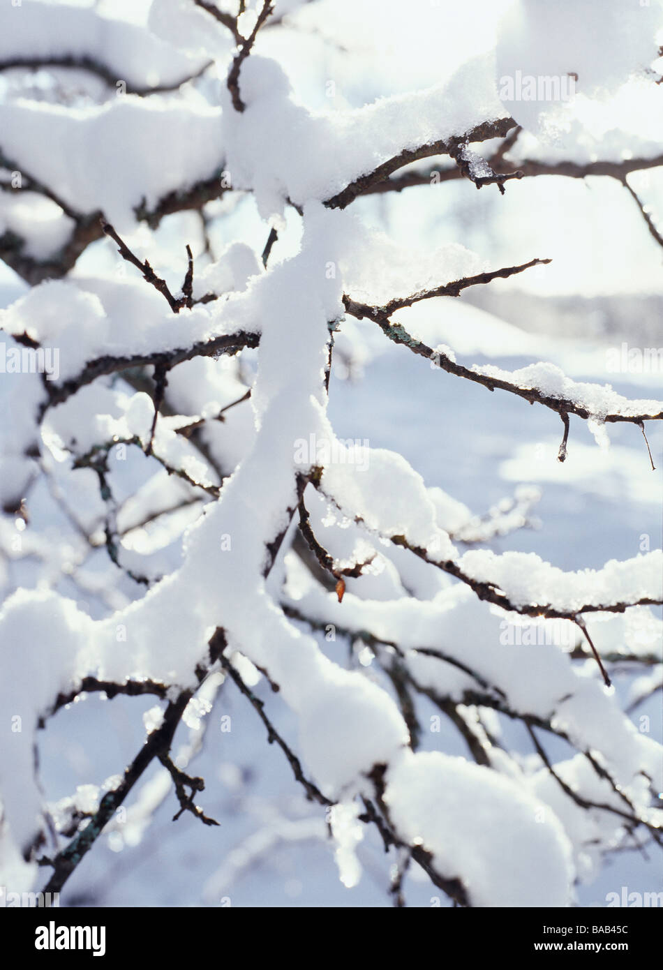 La neige sur les branches. Banque D'Images