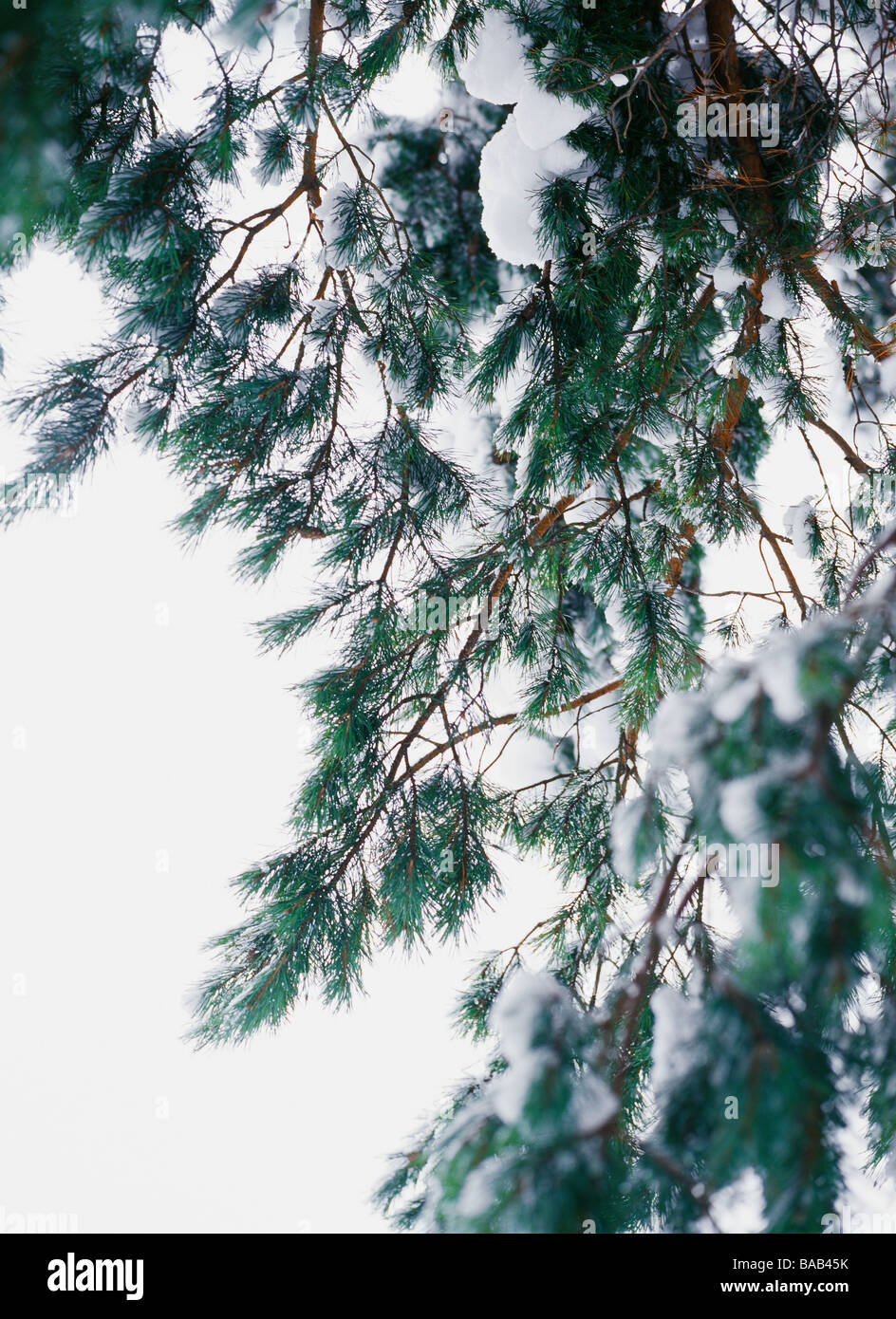 La neige sur les branches d'arbres. Banque D'Images