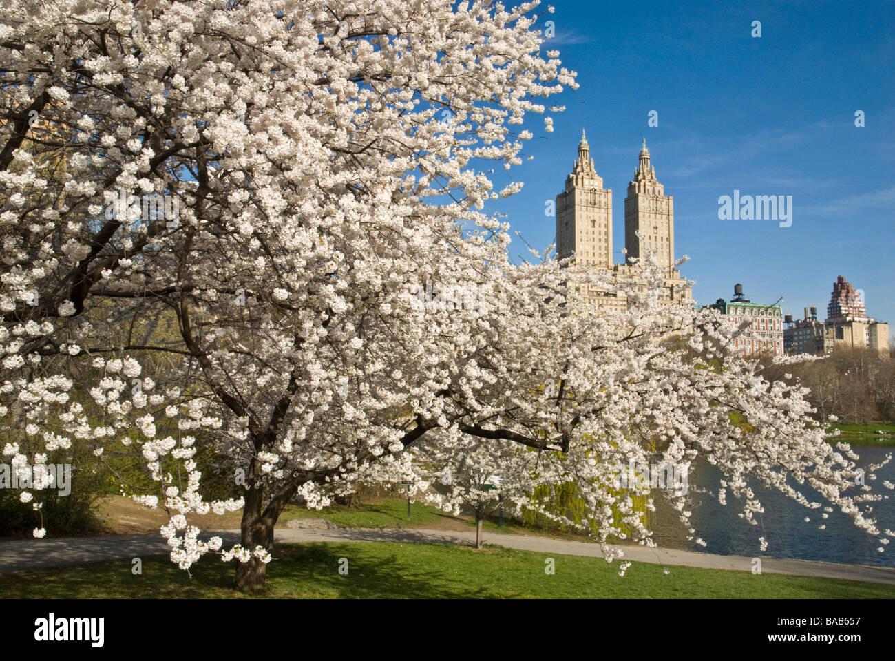 Les fleurs de cerisier dans Central Park à New York Banque D'Images