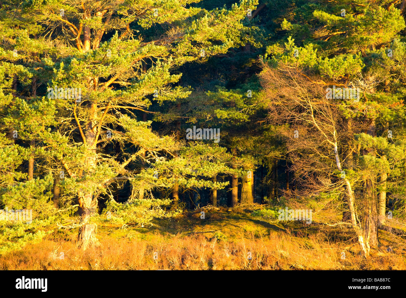 Ecosse Highlands écossais forestiers du Parc National de Cairngorms, sur les rives du Loch Milton près de Boat of Garten Banque D'Images
