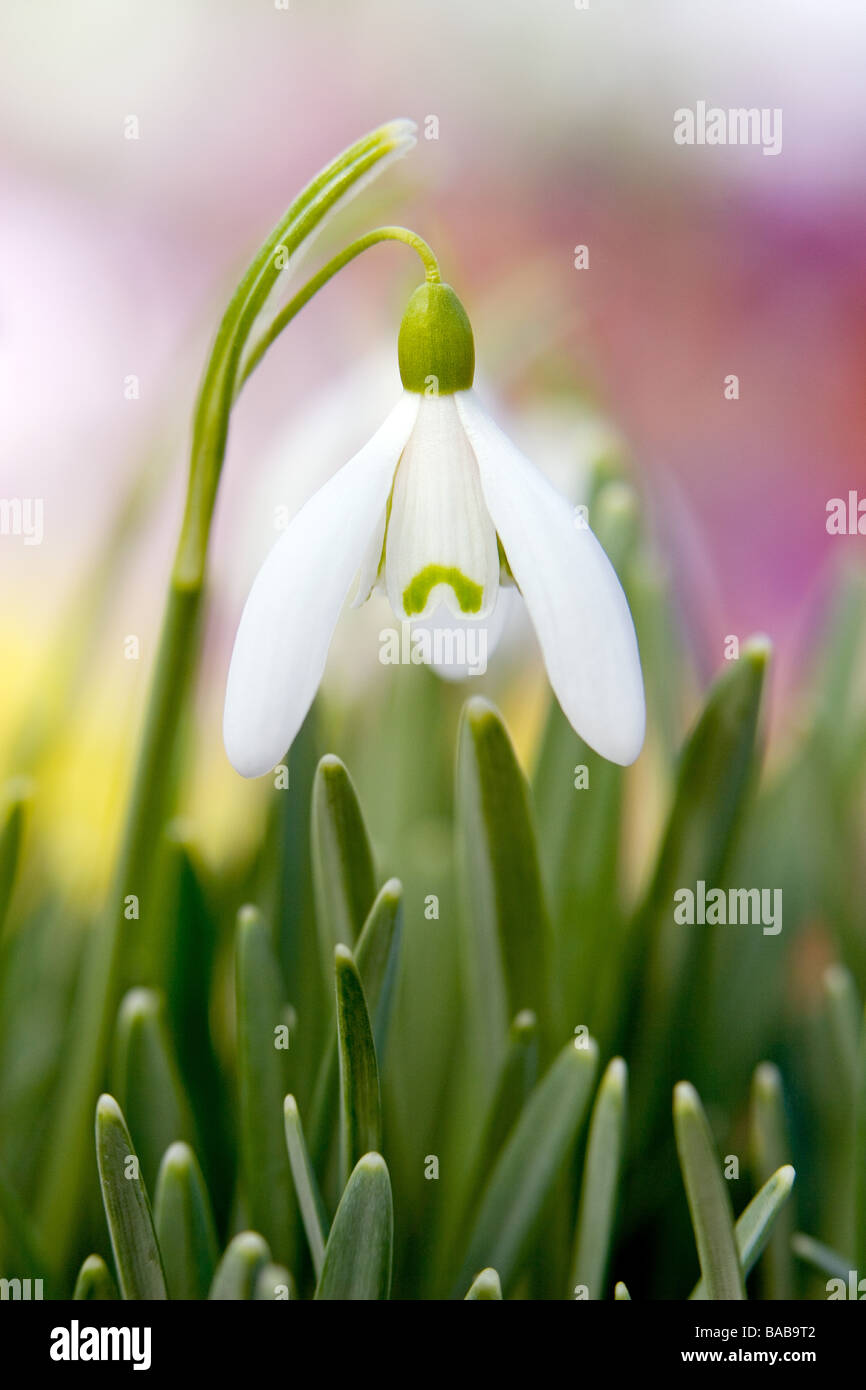 Hybride Snowdrop Galanthus Printemps photographies prises à RHS Garden Harlow Carr Harrogate North Yorkshire Angleterre au cours du mois de mars Banque D'Images