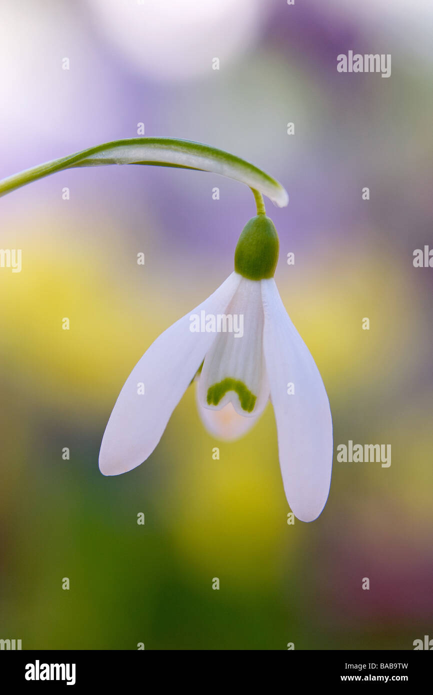 Hybride Snowdrop Galanthus Printemps photographies prises à RHS Garden Harlow Carr Harrogate North Yorkshire Angleterre au cours du mois de mars Banque D'Images