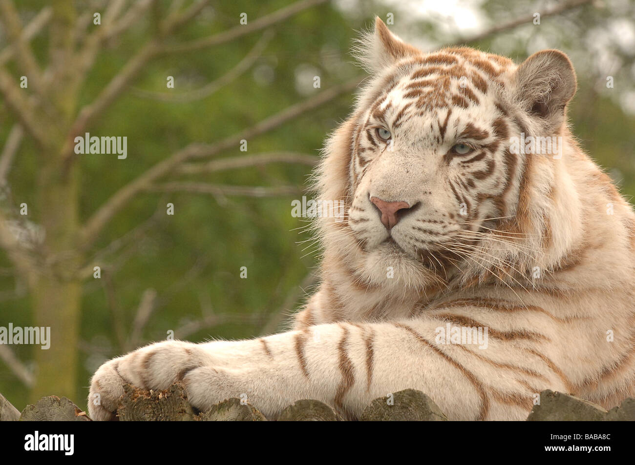 Tigre blanc du Bengale Banque D'Images