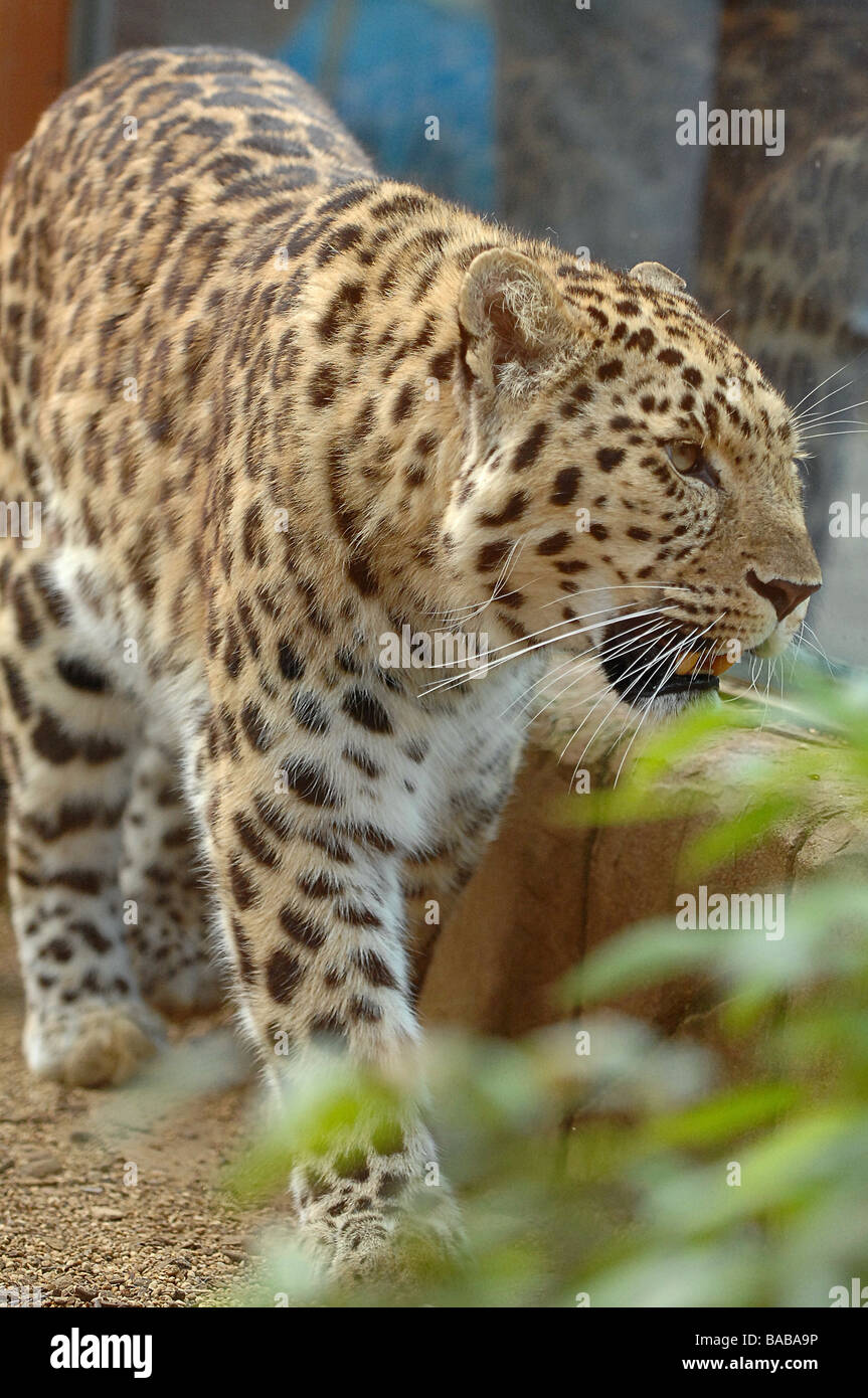 Amur Leopard Banque D'Images