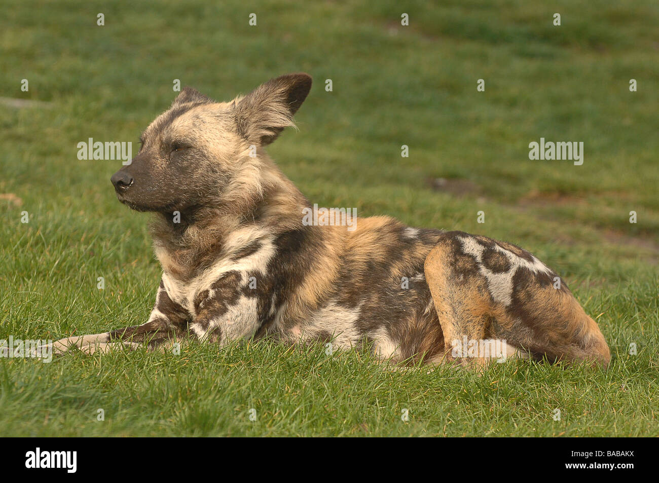 Chien sauvage d'Afrique Banque D'Images