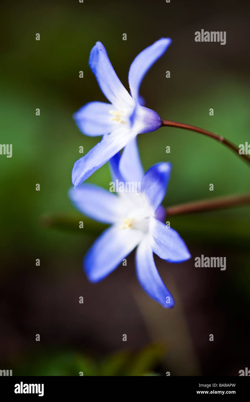 Chionodoxa forbesii, gloire de la neige Banque D'Images