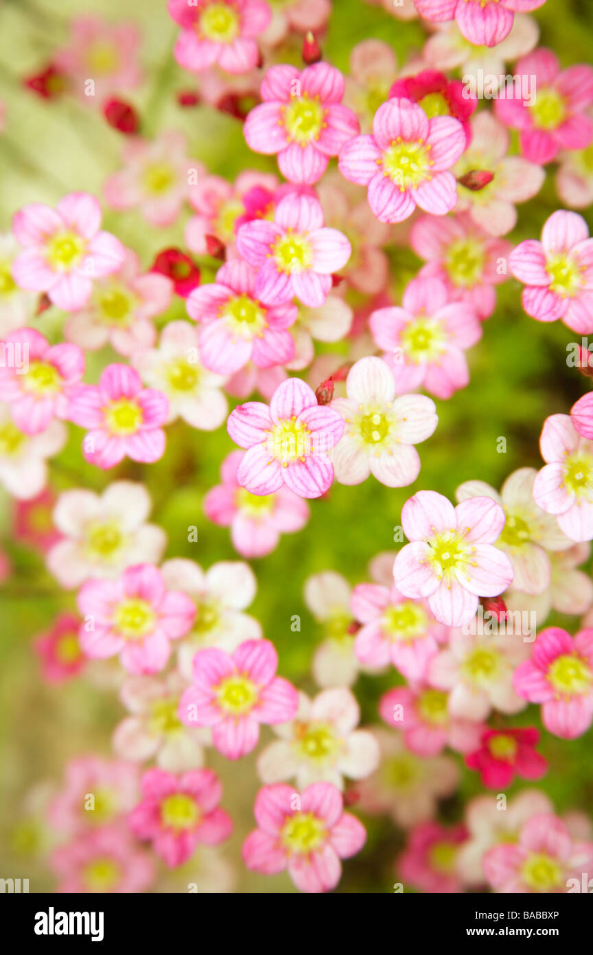 Fleurs close-up de la Suède Banque D'Images