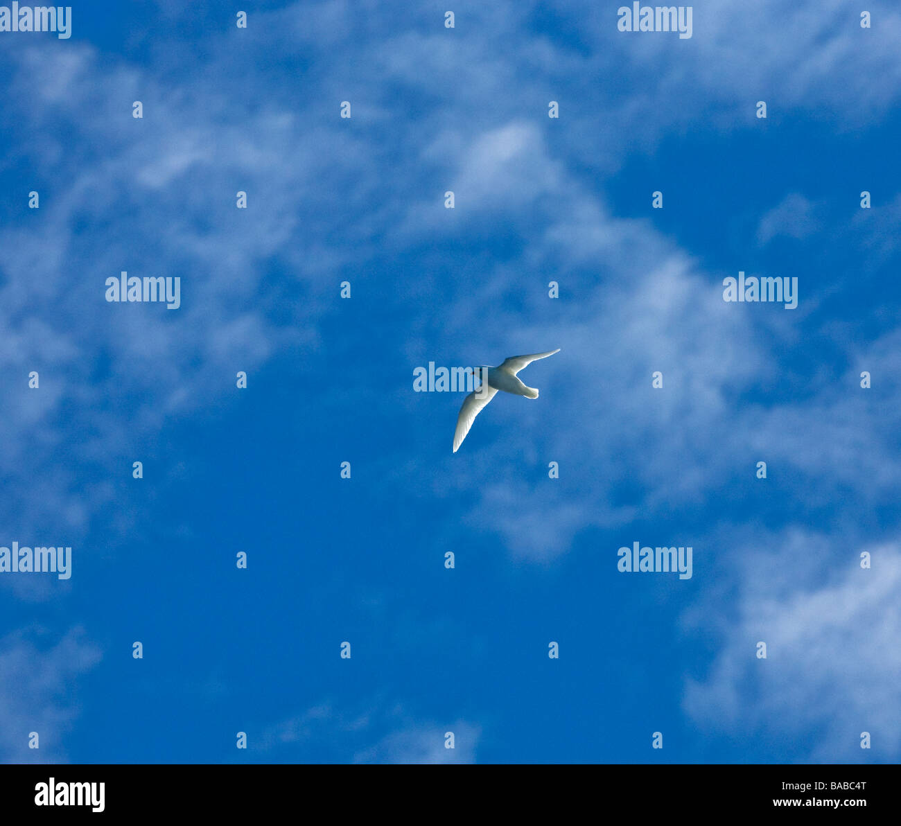 Pétrel des Neiges dans Pagadroma vol nivea contre le ciel bleu de l'Antarctique Banque D'Images