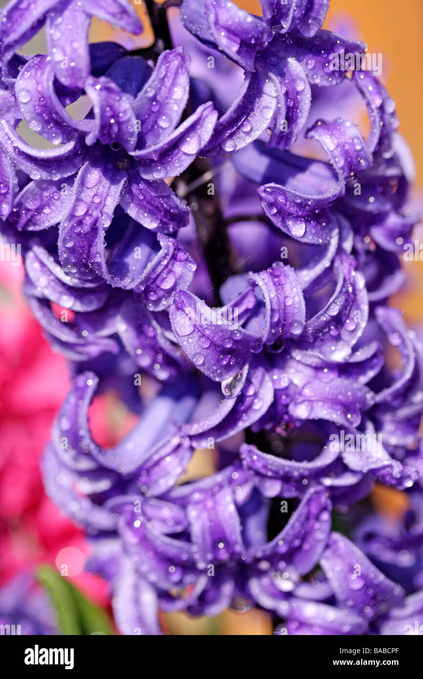 Hyacinthus jacinthe bleu hybr Banque D'Images