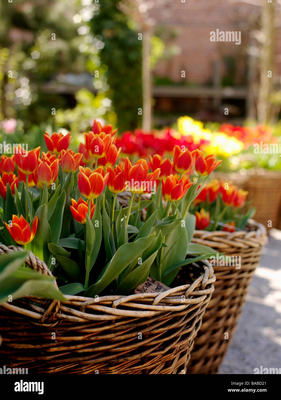 Tulipes dans un panier de la Suède Banque D'Images