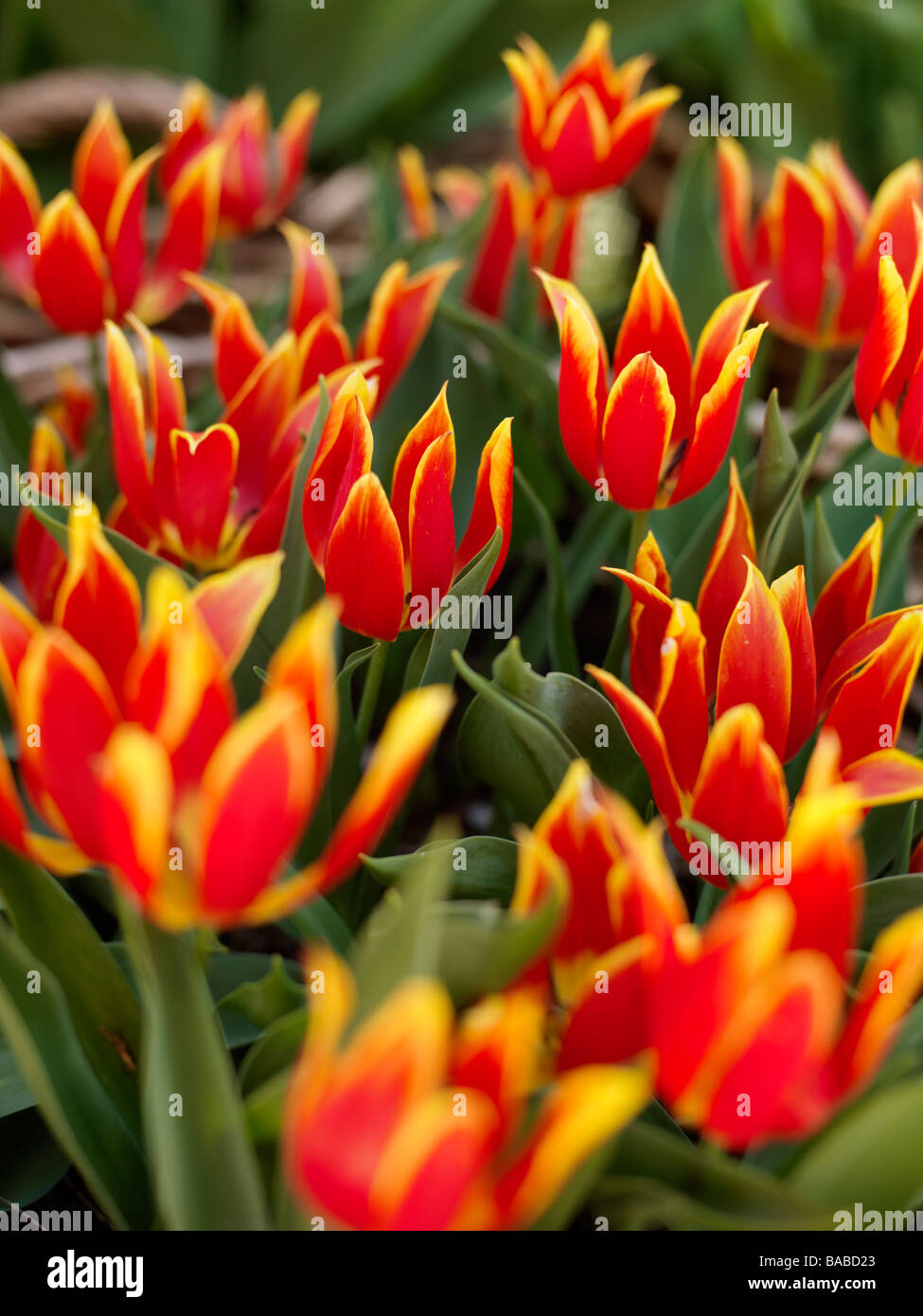 Tulipes Suède Banque D'Images