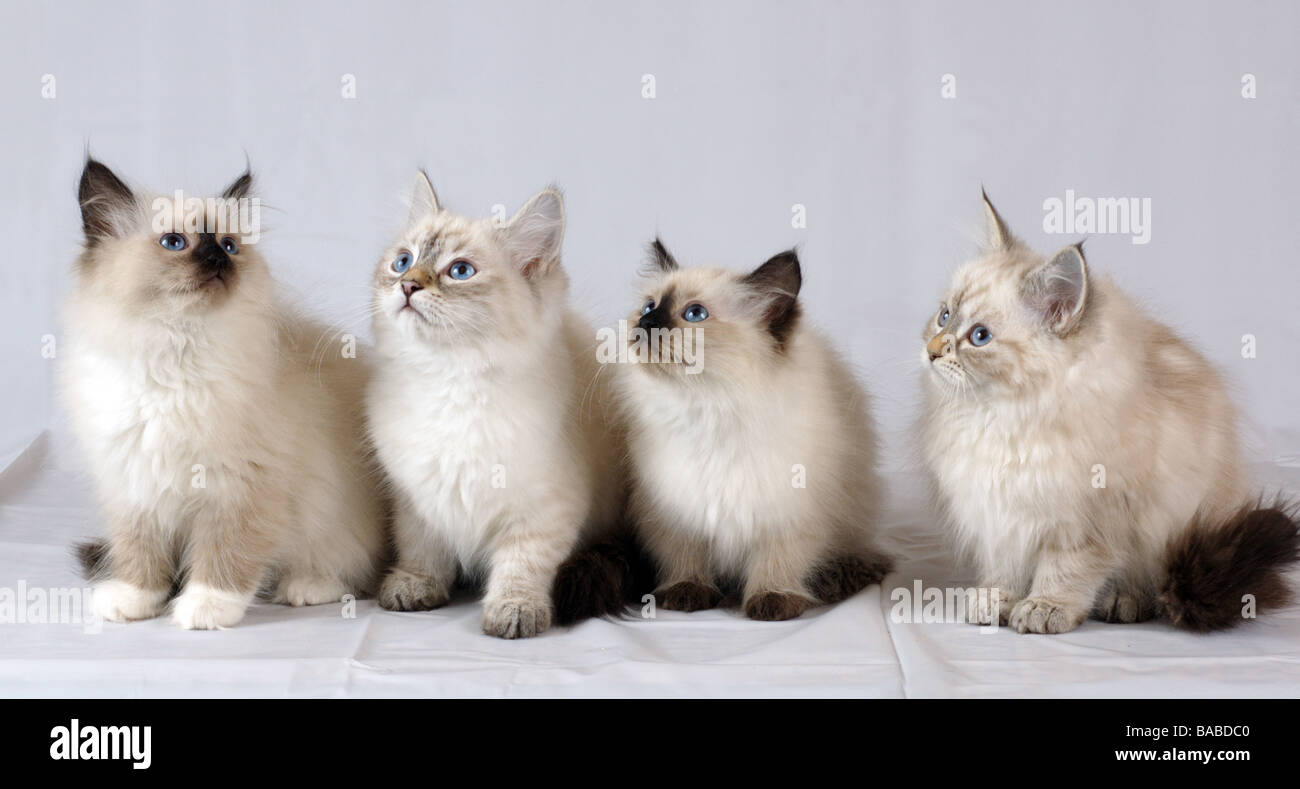 Quatre Chatons Neva Masquerade Aka Colourpoint Chat Des Forets De Siberie Photo Stock Alamy