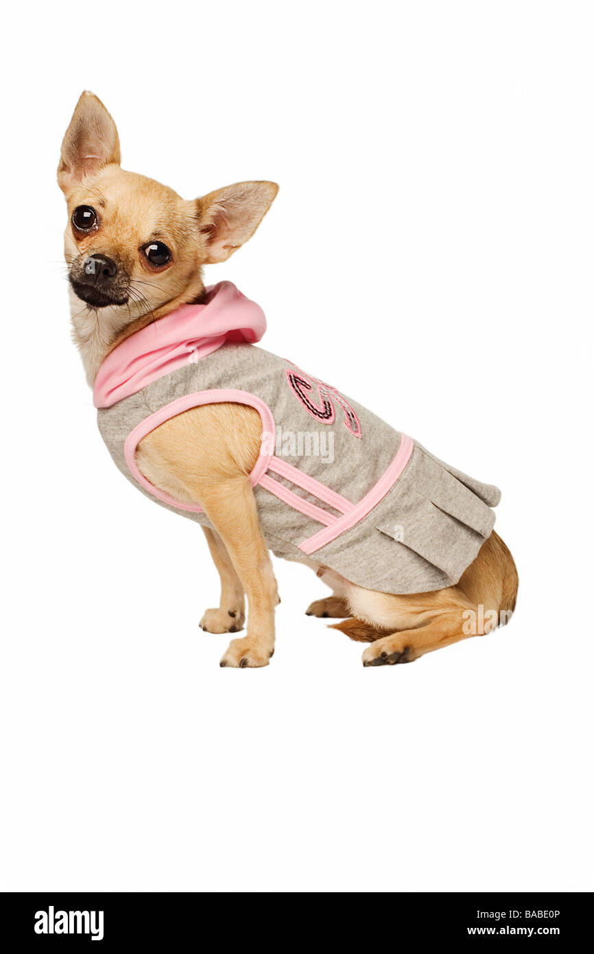 Un chihuahua portant des vêtements de la Suède Banque D'Images