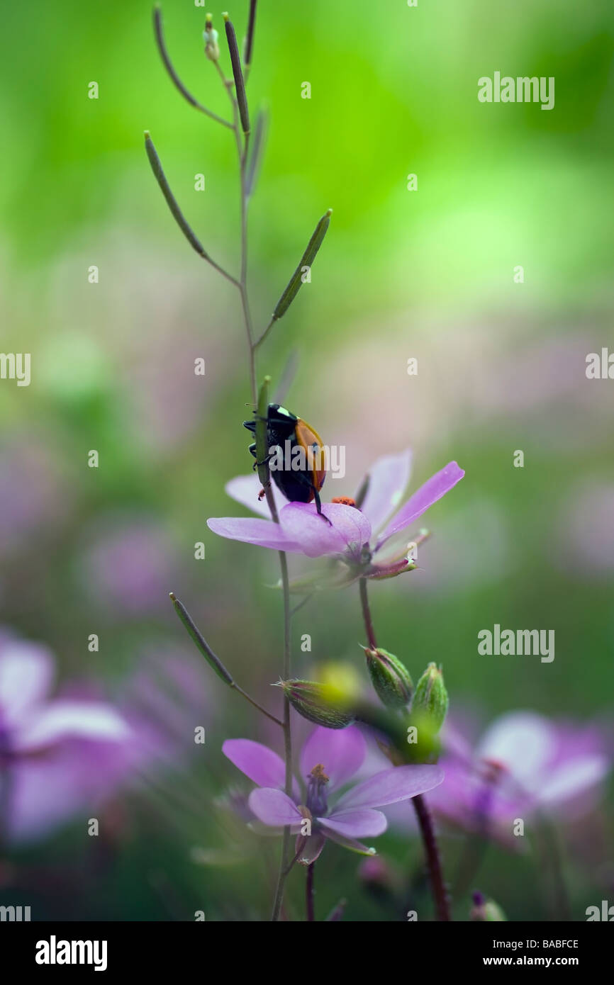 Ladybug accroché sur une tige florale Banque D'Images