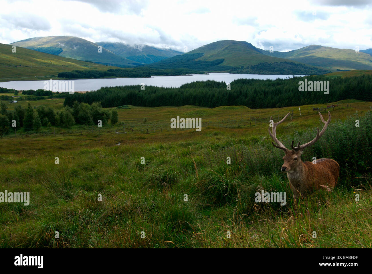 Deer Loch Ness Ecosse Grande-Bretagne Banque D'Images