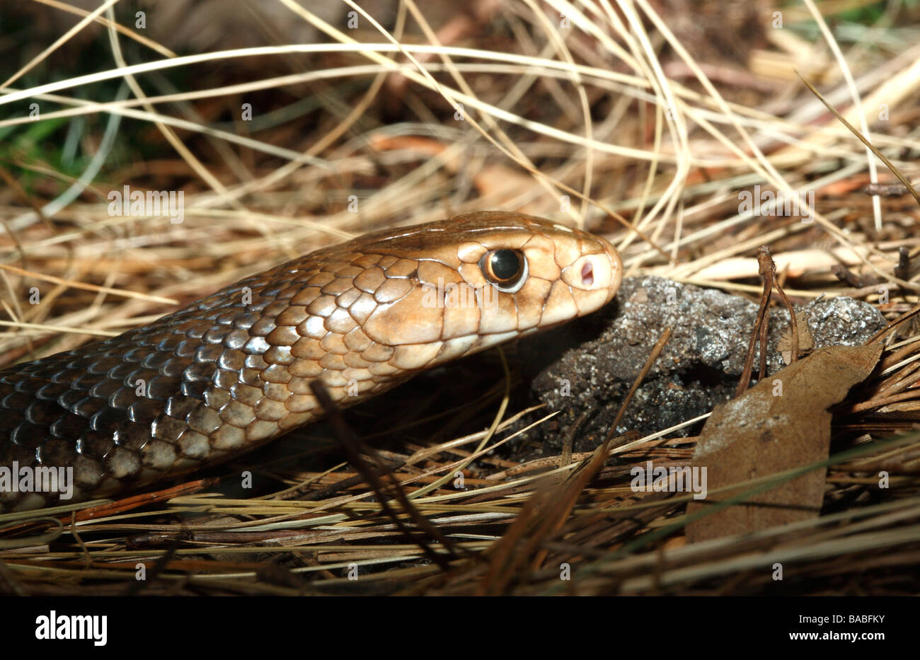 L'Est de serpent brun, Pseudonaja textilis, également connu sous le nom de serpent brun commun. Ce serpent est considéré comme le deuxième plus venimeux serpent terrestre Banque D'Images