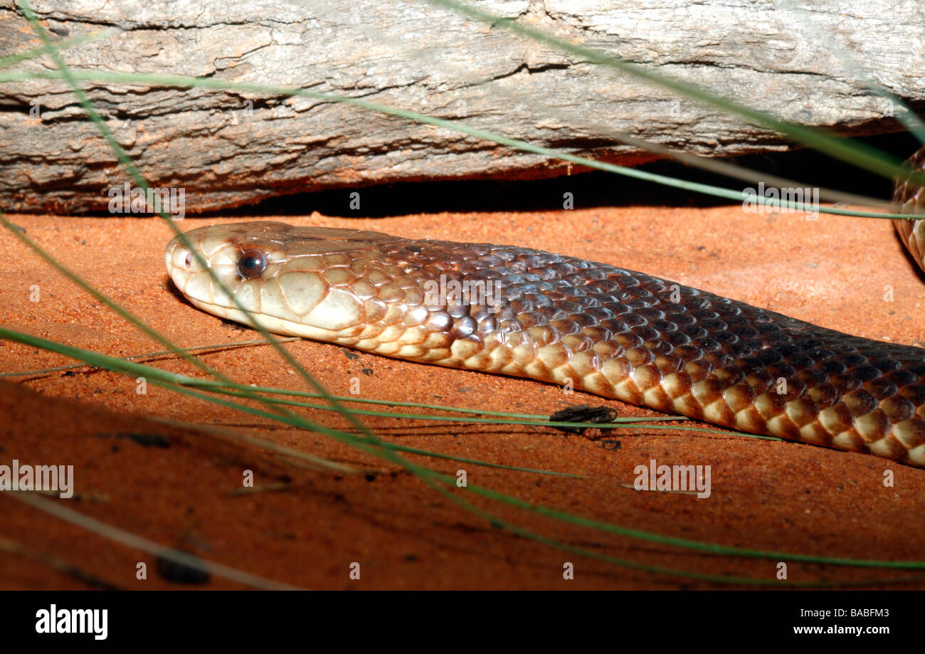 Le Roi serpent brun, australien ou Mulga Serpent, Pseudechis australis. Aussi connu sous le nom de cobra de Pilbara. Banque D'Images