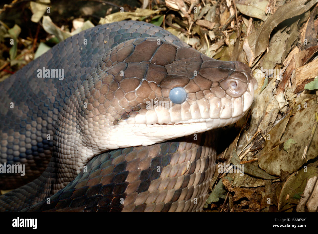 Scrub australienne, Python Morelia amethistina. Ce sont le plus grand serpent trouvé en Australie Banque D'Images