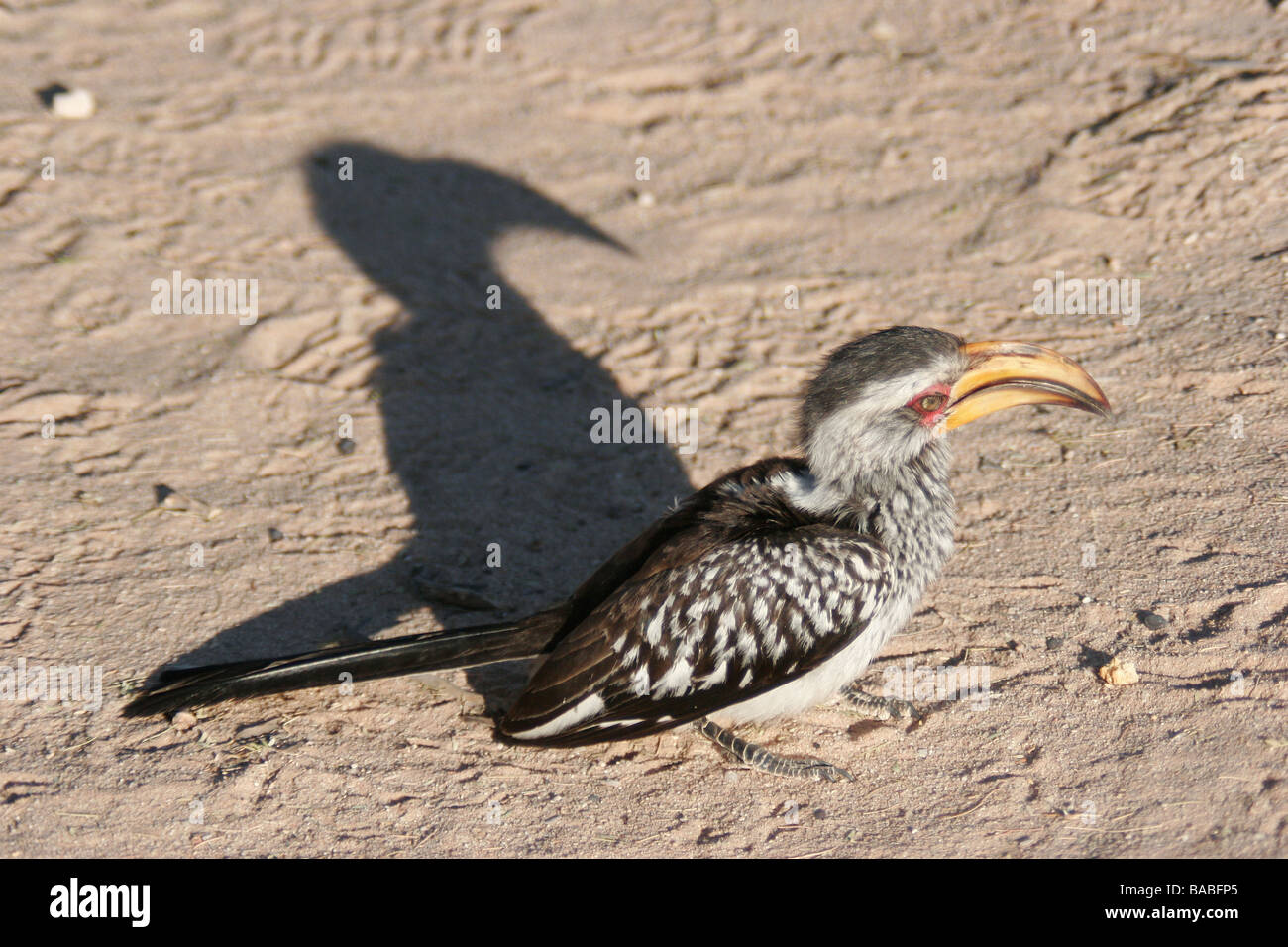 Un oiseau calao est assis au soleil avec son ombre swowing dans le désert de Kalahari en Afrique du Sud, Province du Cap du Nord Banque D'Images