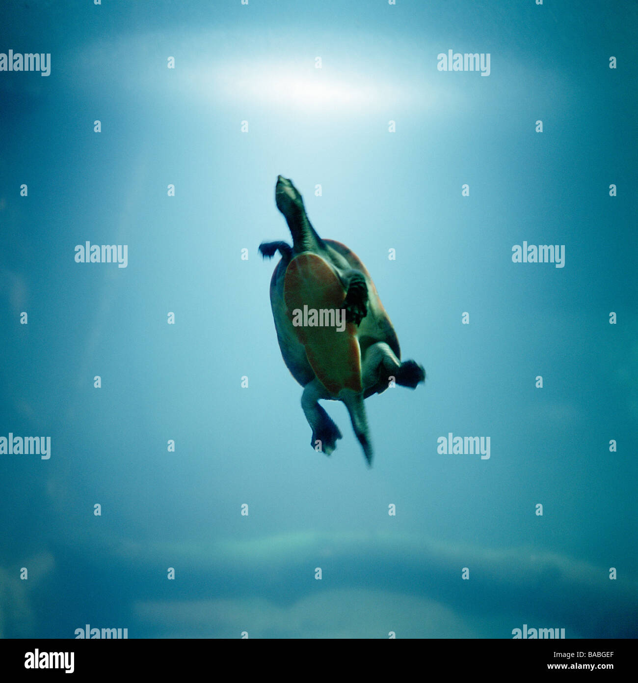 Une tortue, é.-u. Banque D'Images