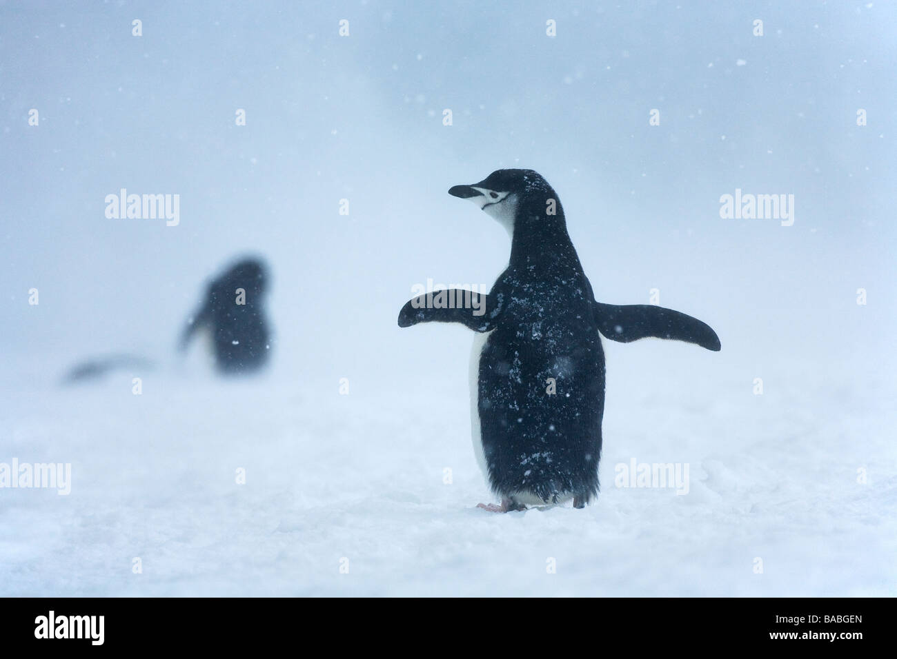 Gamla Pygoscelis antarctica en pleine tempête îles Orcades du Sud Antarctique Banque D'Images
