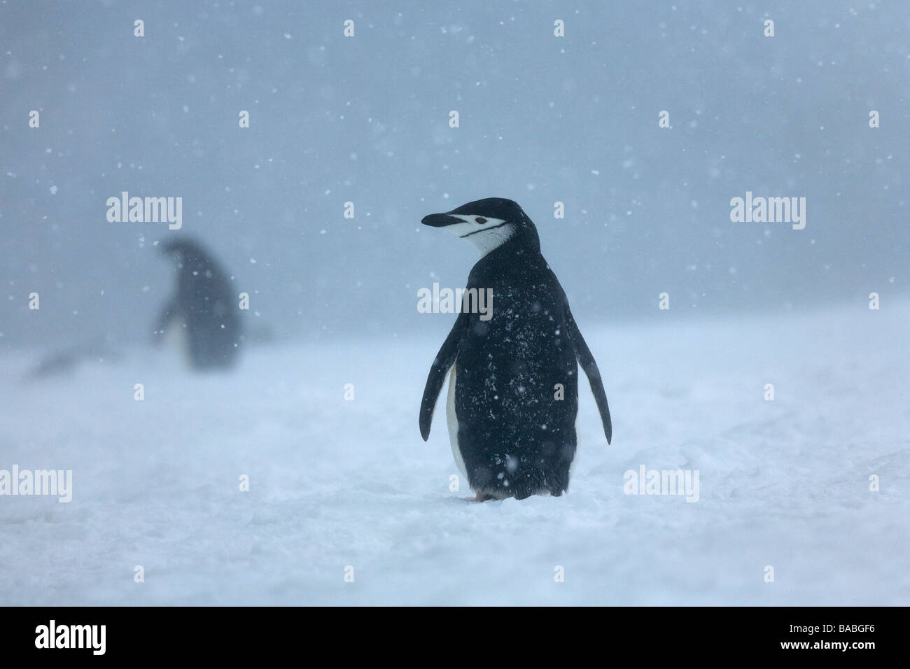Gamla Pygoscelis antarctica en pleine tempête îles Orcades du Sud Antarctique Banque D'Images