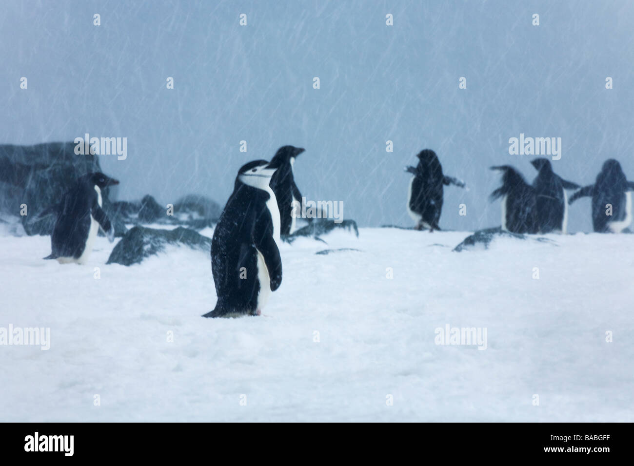 La jugulaire et manchots adélies Pygoscelis antarctica et adeliae dans tempête sur les îles Orcades du Sud Antarctique Banque D'Images