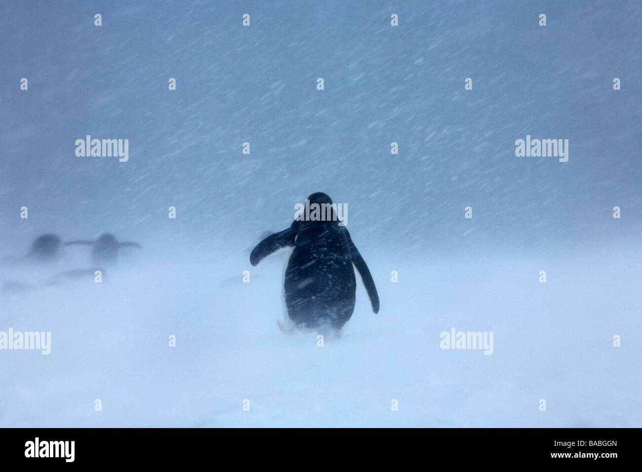 Gamla Pygoscelis antarctica dans tempête sur l'Île Laurie îles Orcades du Sud Antarctique Banque D'Images