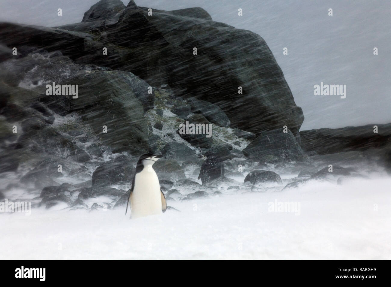 Jugulaire Penguin Pygoscelis antarctica dans tempête sur l'Île Laurie Base Orcadas îles Orcades du Sud Antarctique Banque D'Images