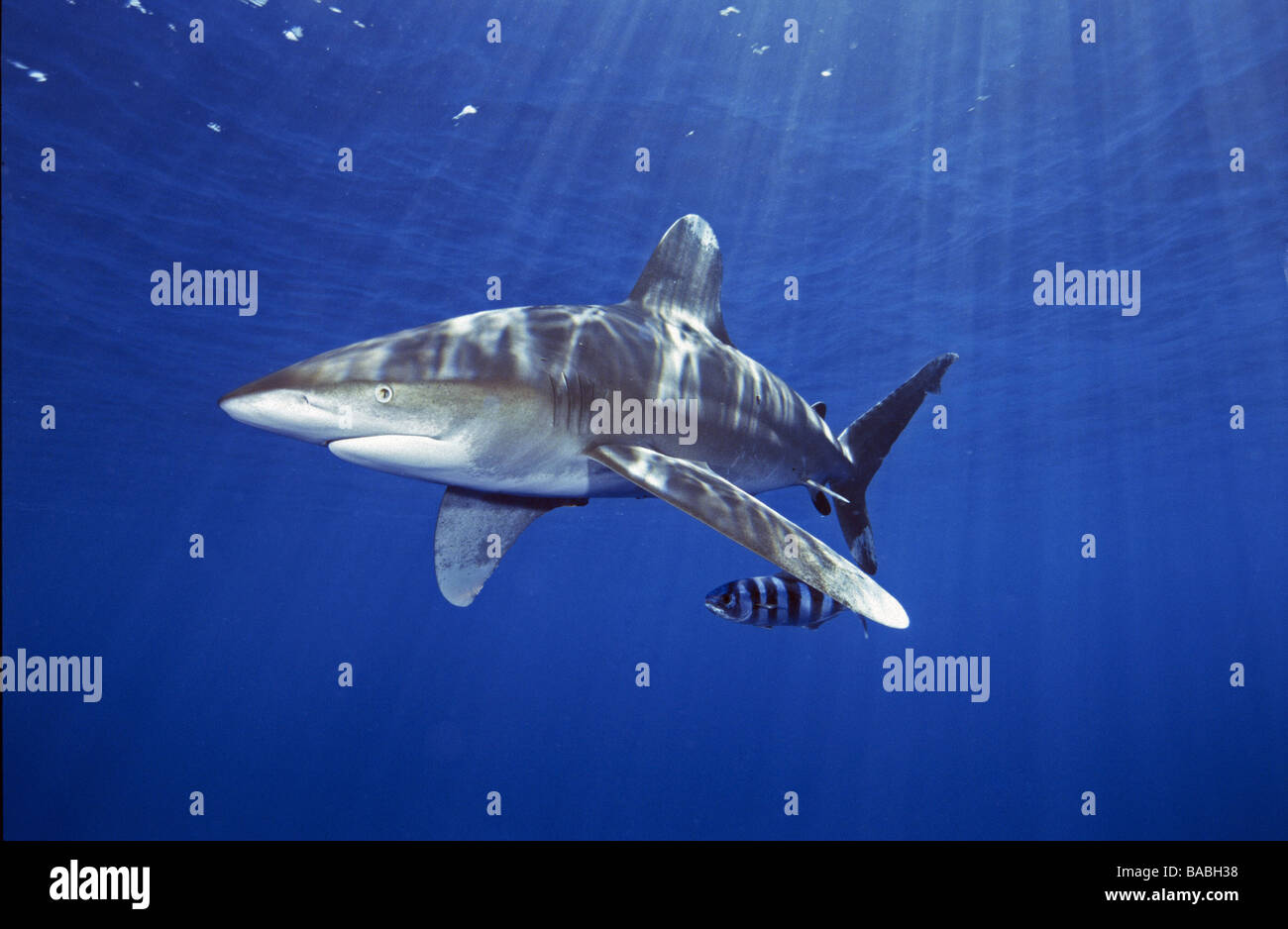 Mer Rouge requin à pointe blanche océanique Longimanus Elphistone de corail à partir de Marsa
