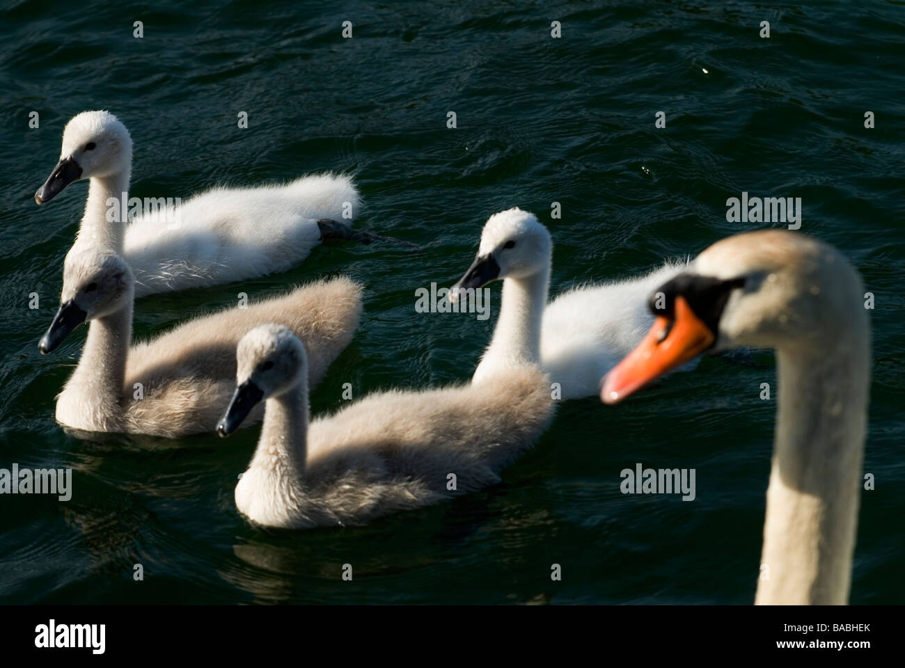 La Suède natation Swans Banque D'Images