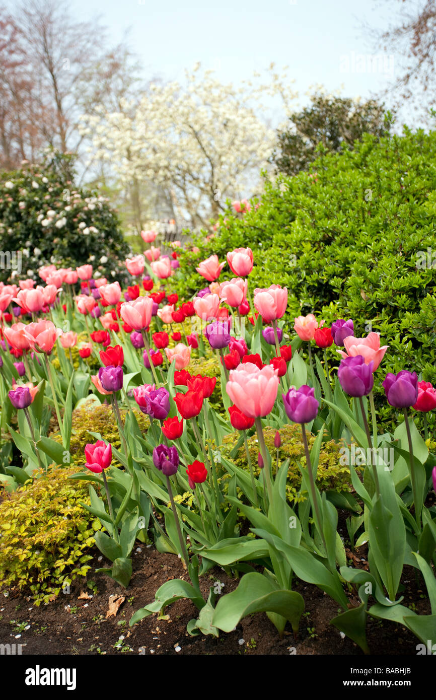 Fleurs de tulipe dans le parc de Keukenhof, le plus grand jardin de fleurs, lisse, aux Pays-Bas. Banque D'Images