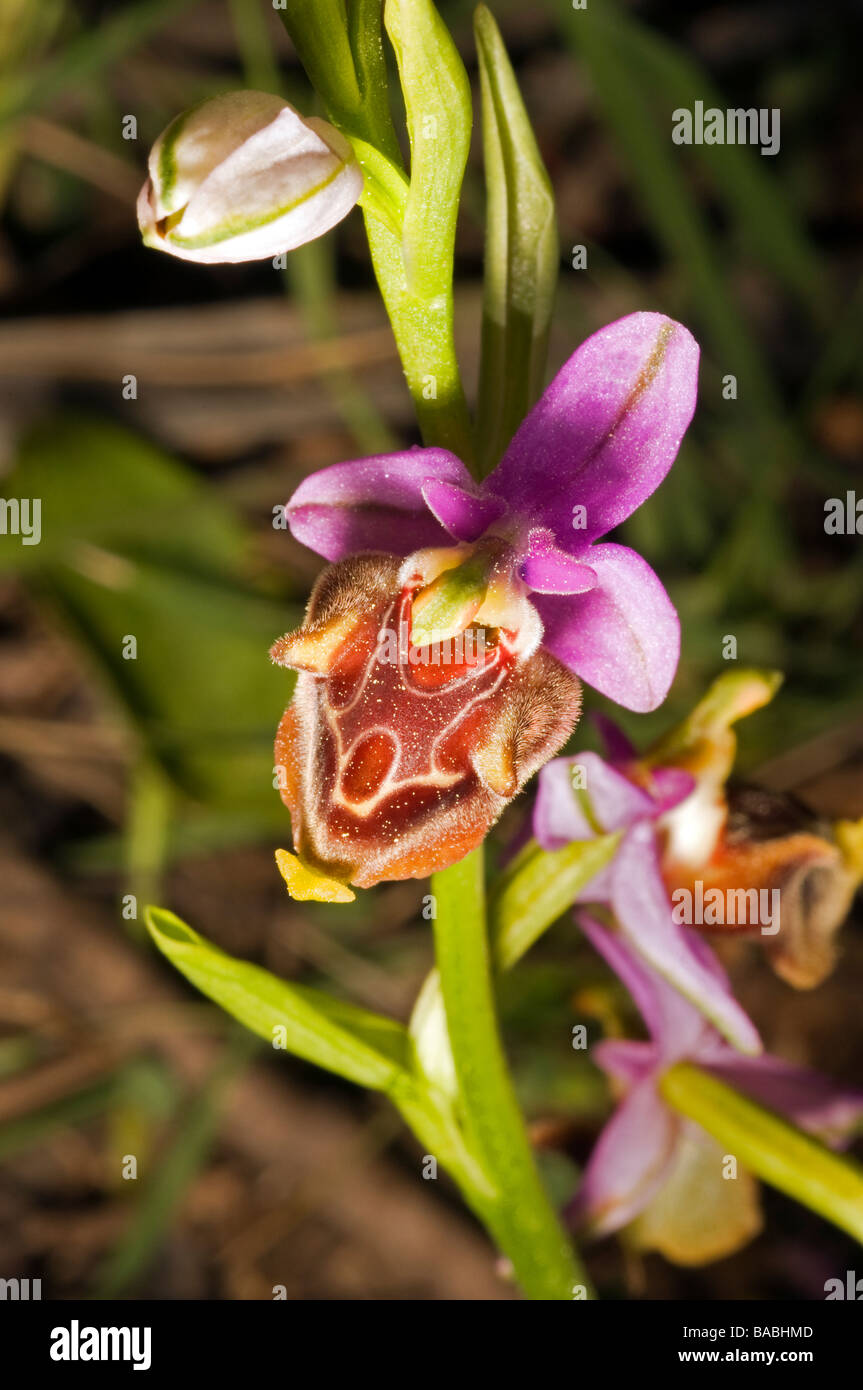 L'orchidée abeille, Ophrys scolopax, Mugla Turquie Avril Banque D'Images