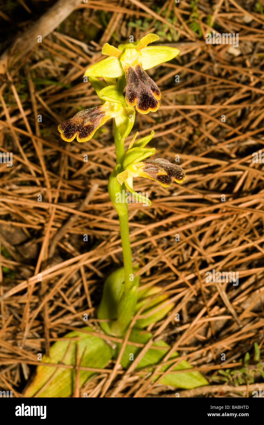 L'orchidée abeille, Ophrys lutea, Mugla Turquie Avril 2009 Banque D'Images