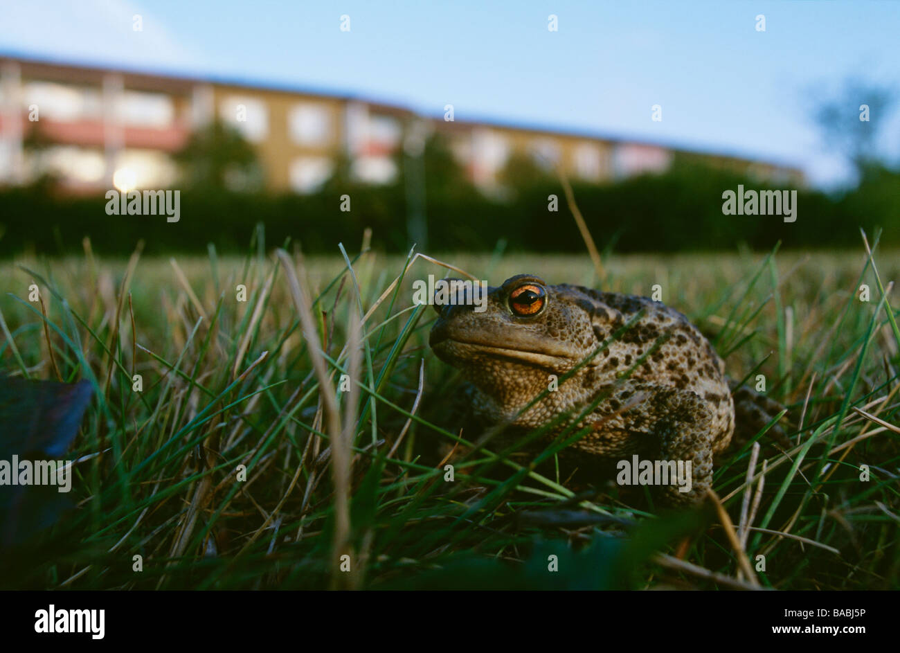 Grenouille sur l’herbe Banque D'Images