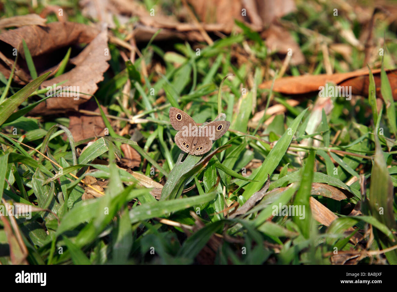 Butterfly reposant sur un brin d'herbe Banque D'Images