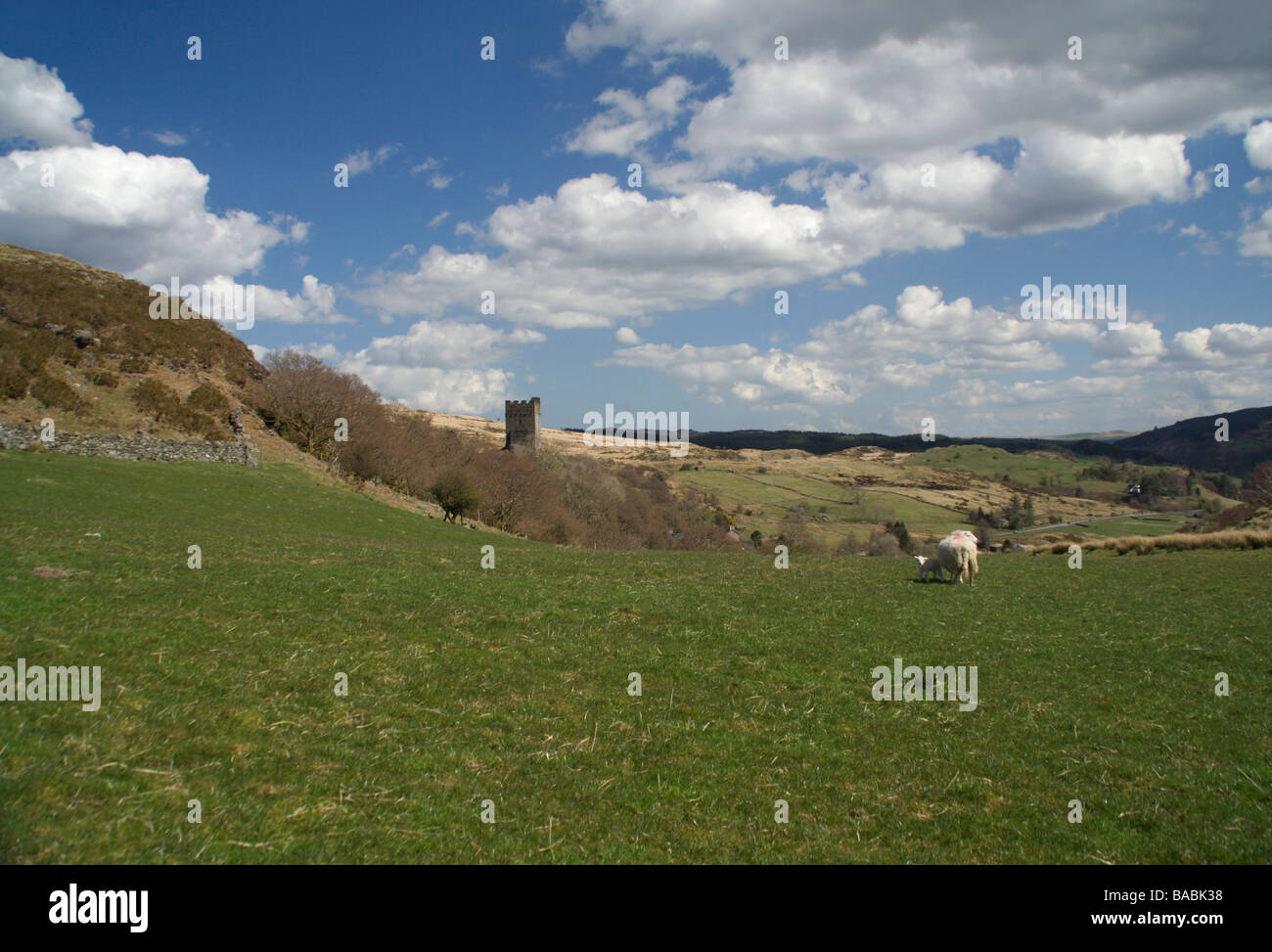 Château de Dolwyddelan et des moutons avec de l'agneau, au nord du Pays de Galles Banque D'Images