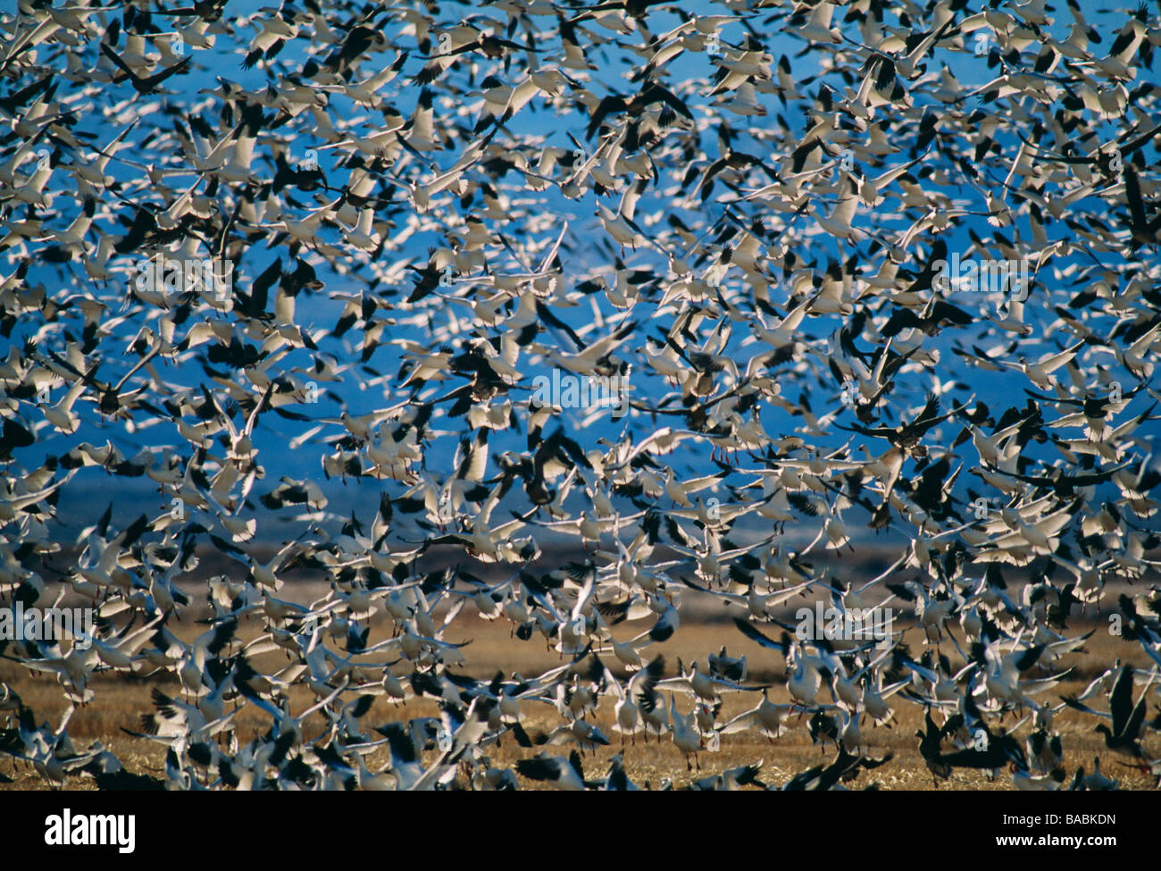 Flock of birds flying Banque D'Images
