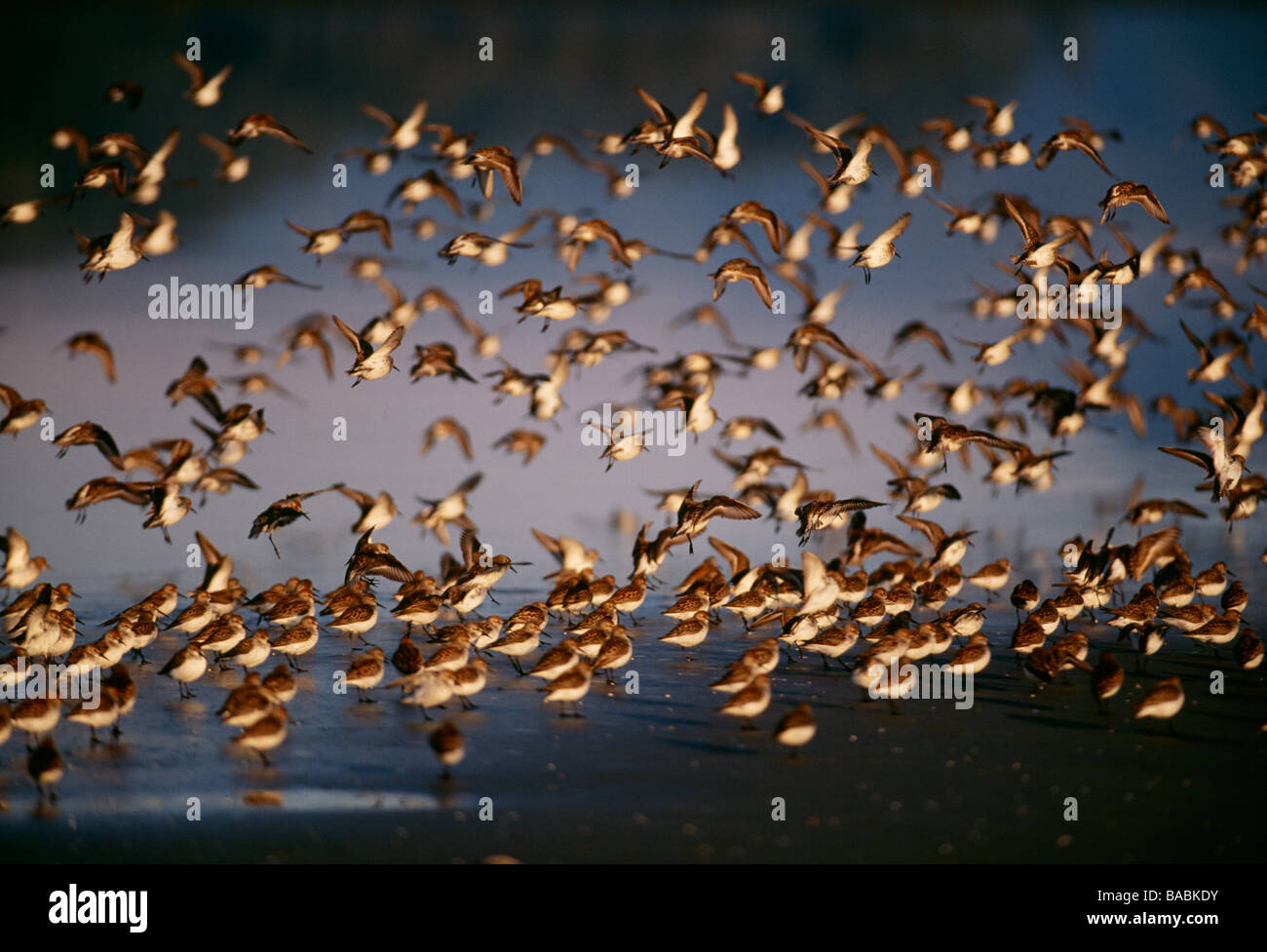 Flock of birds flying Banque D'Images