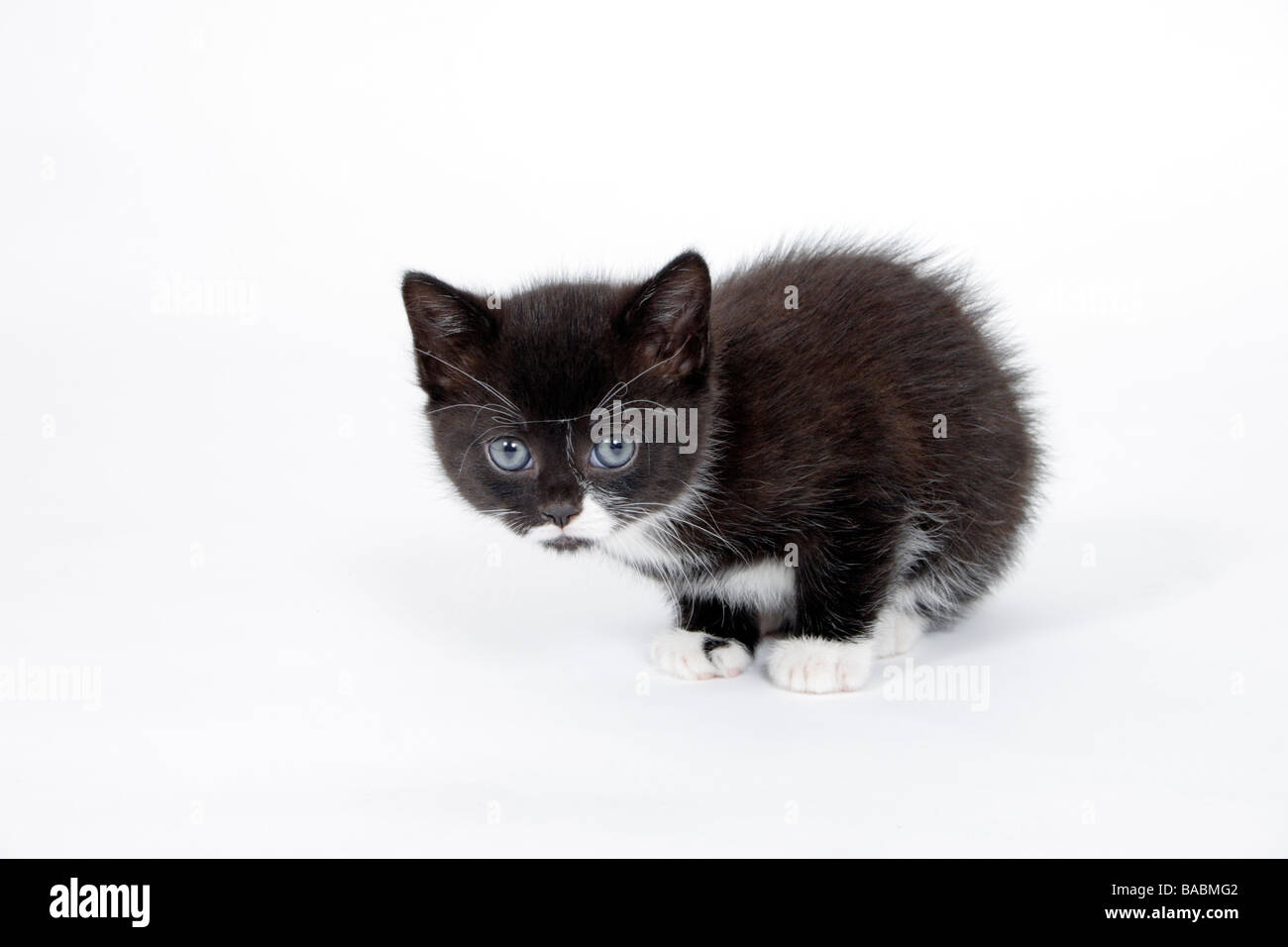 Portrait petit chaton noir et blanc Banque D'Images