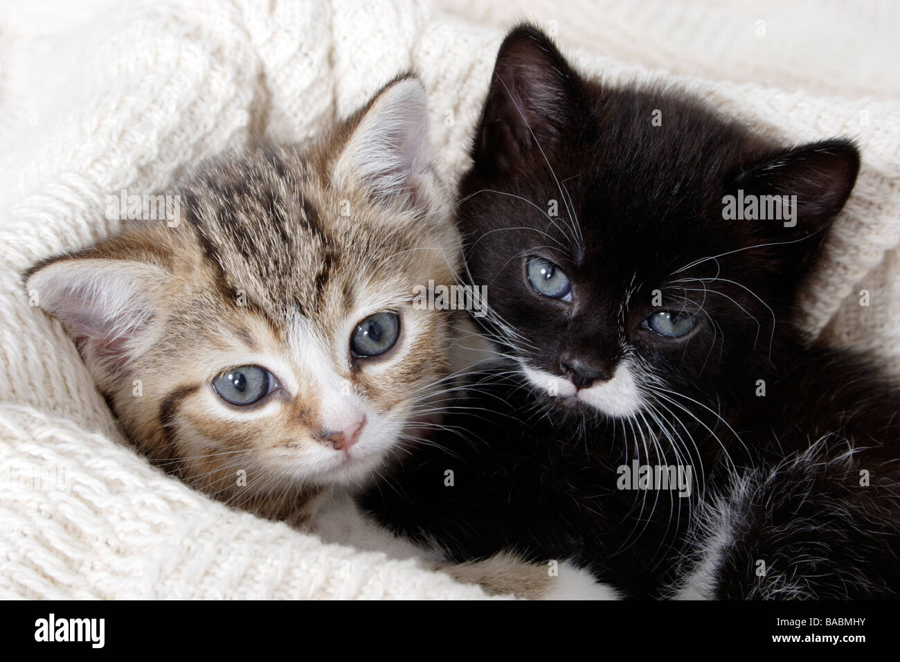 Petit portrait noir et blanc et tabby chaton blotti ensemble Banque D'Images