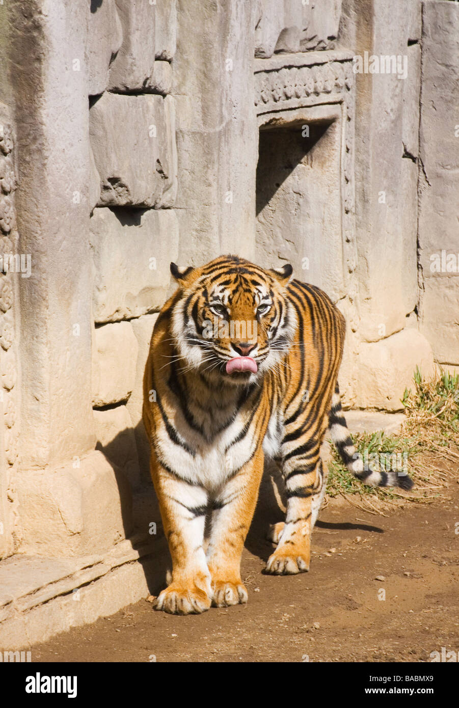 Tigre de Sumatra dans Zoo Fuengirola Fuengirola Malaga Province Costa del Sol Espagne Banque D'Images