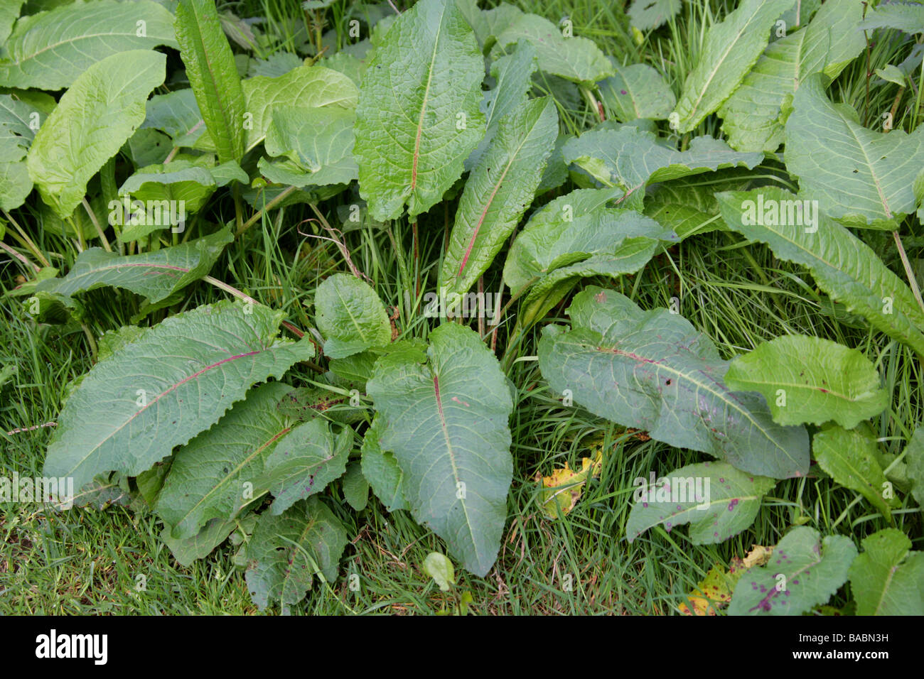 Dock à larges feuilles, Amer Dock ou Station d'Bluntleaf, Rumex obtusifolius, Polygonaceae Banque D'Images