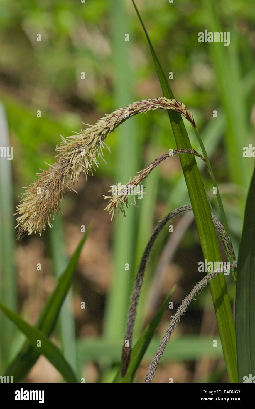 Herbe de floraison Banque D'Images