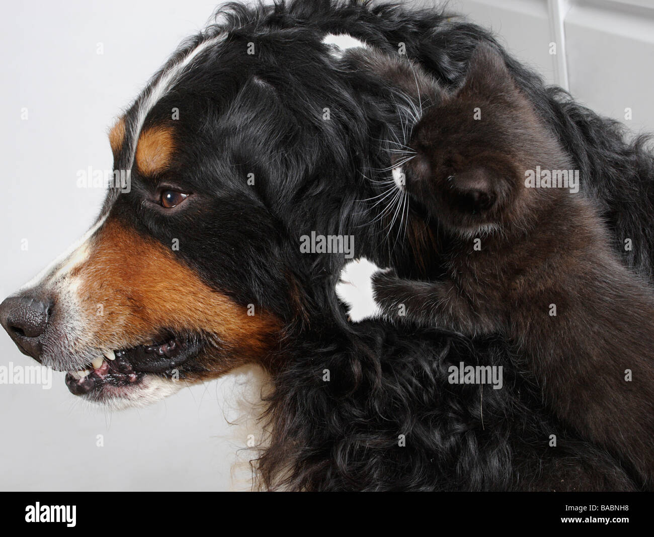 Bernese mountain dog snarling au petit chaton de sauter sur sa tête Banque D'Images