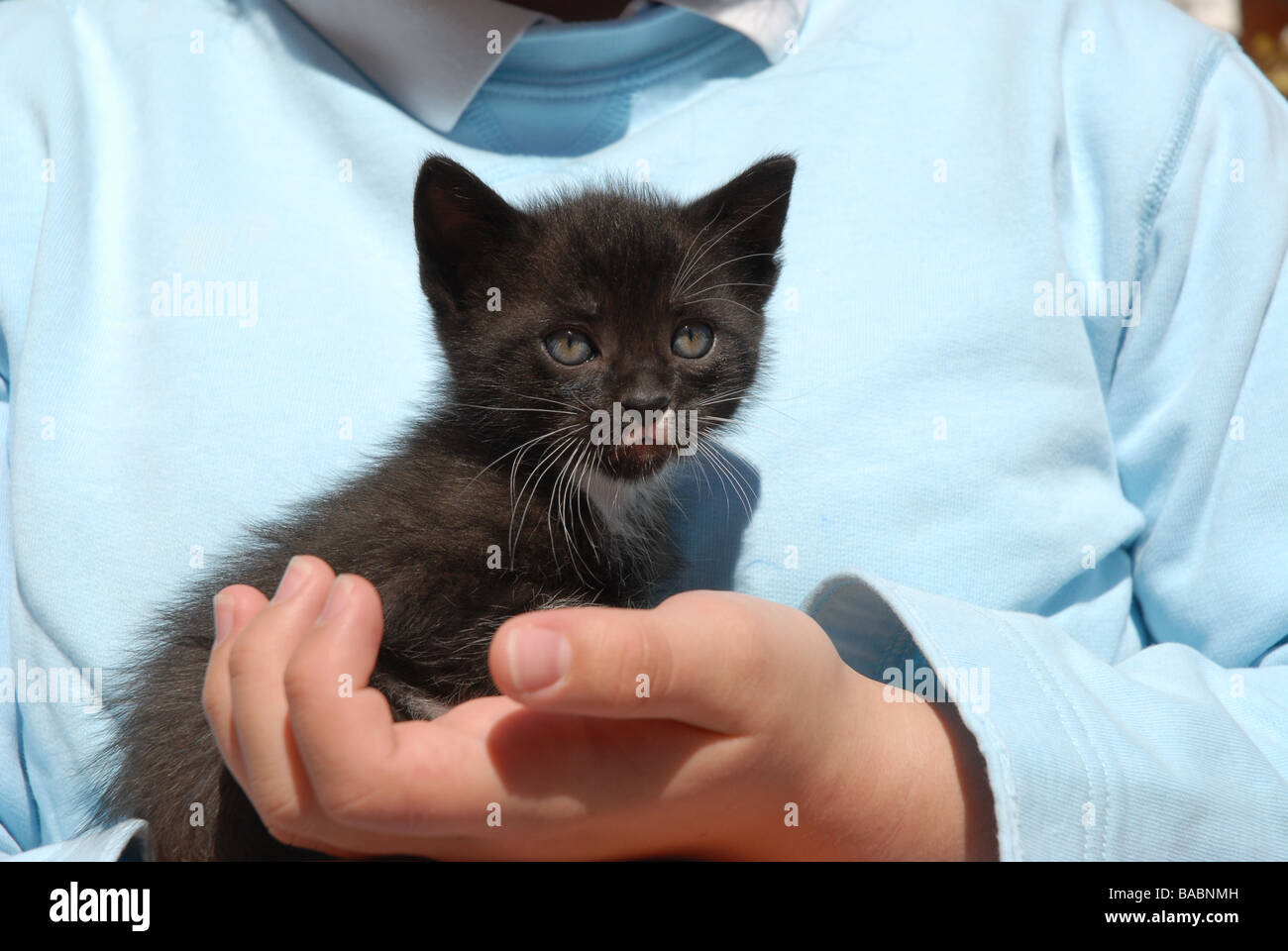 Chaton Noir Et Blanc Dans La Main De Petite Fille Photo Stock Alamy