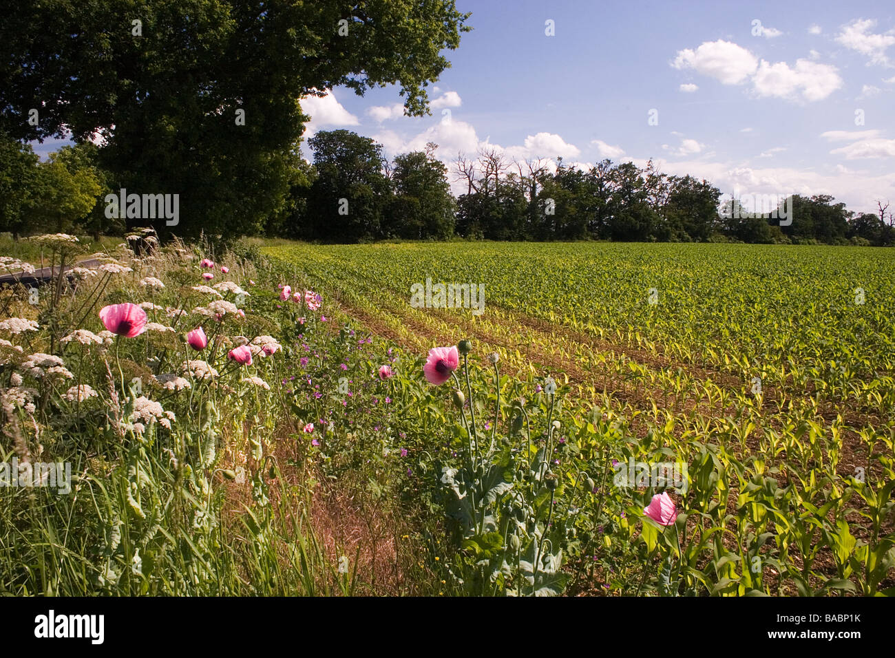 Floraison rose coquelicots et fleurs sauvages oriental de plus en plus sur le bord du champ de maïs immatures Essex Banque D'Images